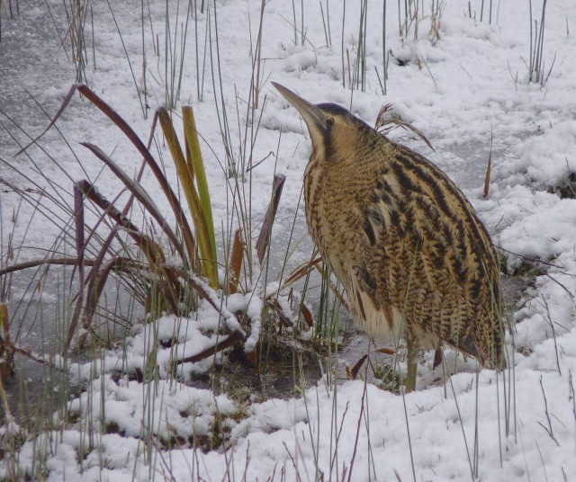 New Year's Day Walk at Rye Harbour Nature Reserve
